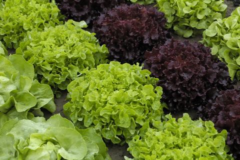 Salades